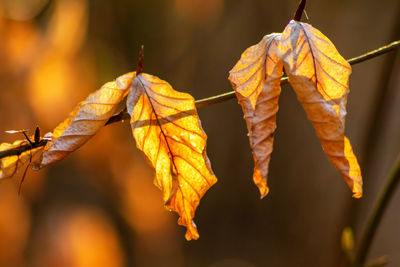 Close-up of dried autumn leaves