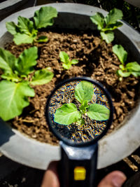 High angle view of potted plants