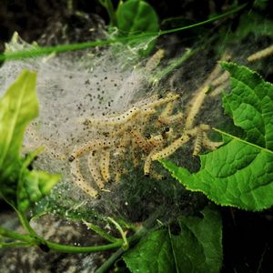 High angle view of insect on plant