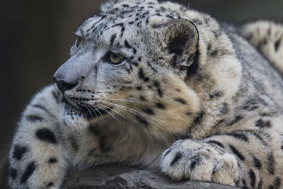 Close-up of snow leopard