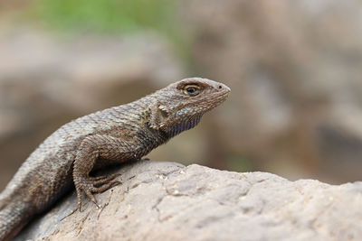 Close-up of a lizard on rock