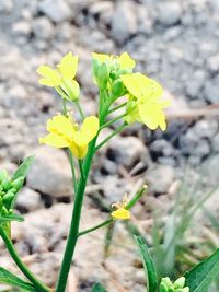 Close-up of yellow flowers blooming outdoors