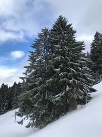 Snow covered tree against sky