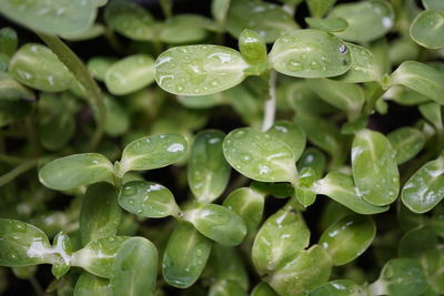 Close-up of raindrops on leaves