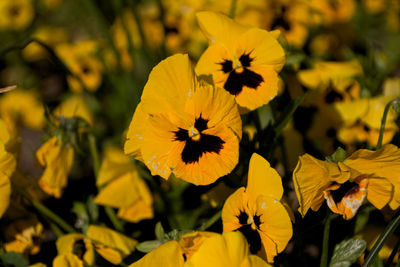 Close-up of yellow flowering plant