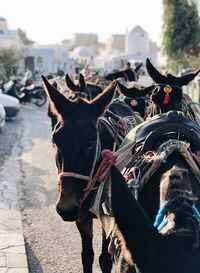 Panoramic view of two horses