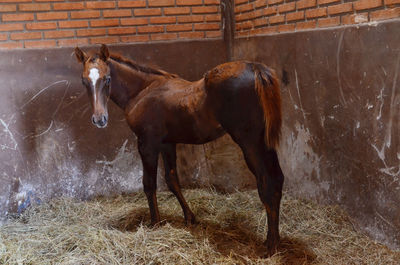 Horse standing in stable