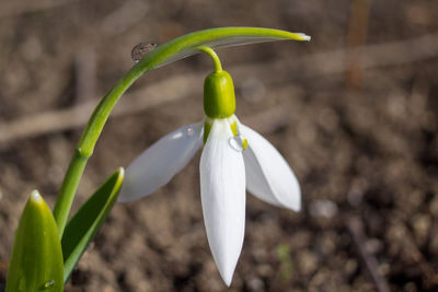 Close-up of white flowering plant