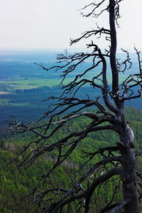 Bare tree against sky