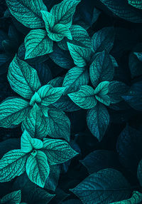 Green and blue plant leaves in springtime