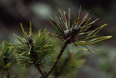 Close-up of pine tree