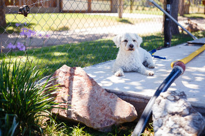 Dog sitting outdoors