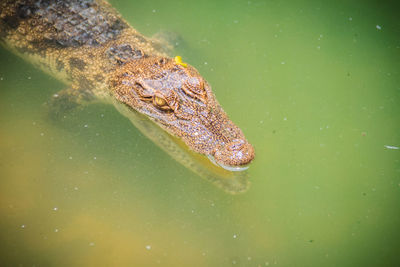 High angle view of turtle in lake