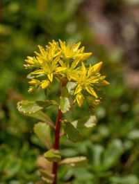 Close-up of yellow flowering plant