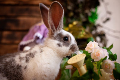 Close-up of rabbit