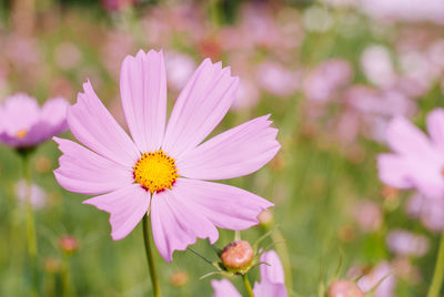 Close-up of pink cosmos flower