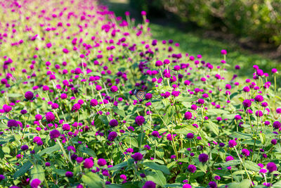 Close-up of pink flowers on field