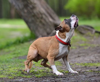 Dog looking away on field