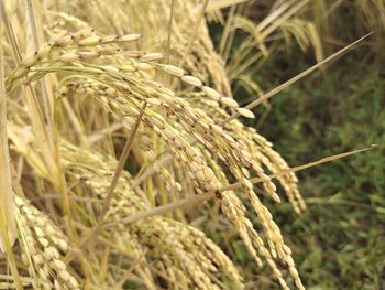 Close-up of stalks in field