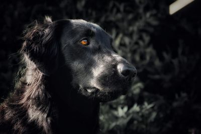 Close-up of dog looking away