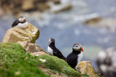 Puffin standing on a rock cliff . fratercula arctica