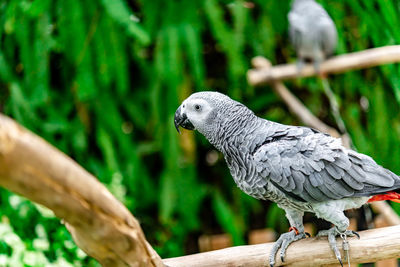 African grey parrot standing on the pearch for show.