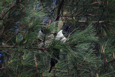 Pine trees in forest