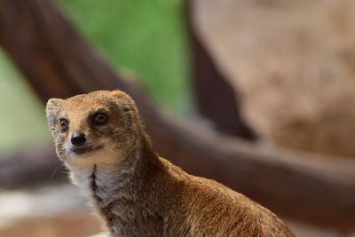 Close-up of mongoose looking away