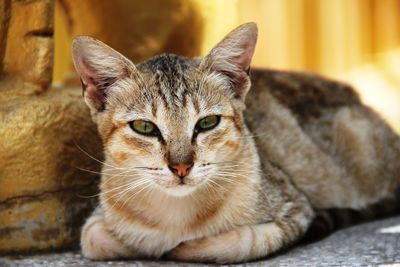 Close-up portrait of cat sitting outdoors