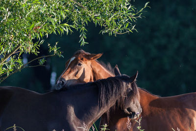 Horse standing by tree