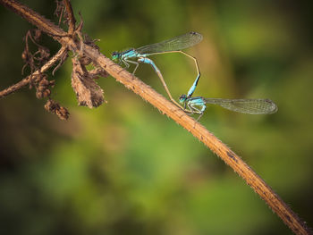 Close-up of dragonfly on plant