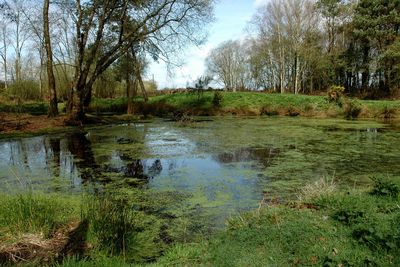 Scenic view of lake in forest