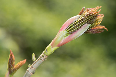 Close-up of flower buds