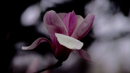 Close-up of flower blooming outdoors