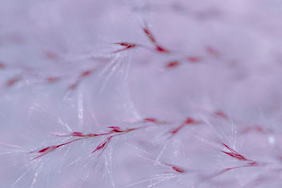 Close-up of water drops on red flower