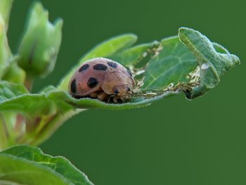 Close-up of insect on leaf