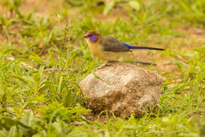 Bird perching on a field