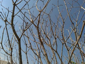 Low angle view of bare tree against clear blue sky