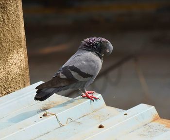 A pigeon with a unique expression