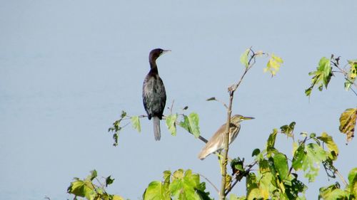 Bird perching on plant against sky