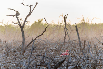 American flamingo at sunrise at yucatecan mangrove