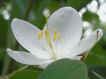 Close-up of white flowering plant