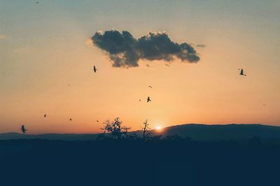 Silhouette of birds flying against sky during sunset