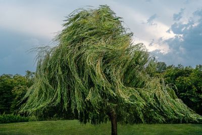 Low angle view of willow tree on field in storm and wind against sky