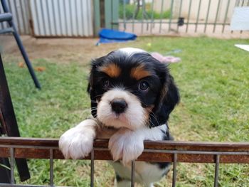 Close-up portrait of puppy