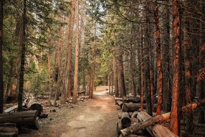 Trees in forest