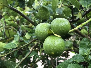 Close-up of fruit growing on tree