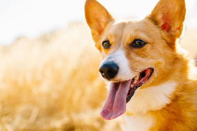 Close-up portrait of dog