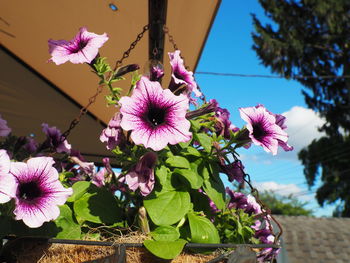 Close-up of pink flowering plants