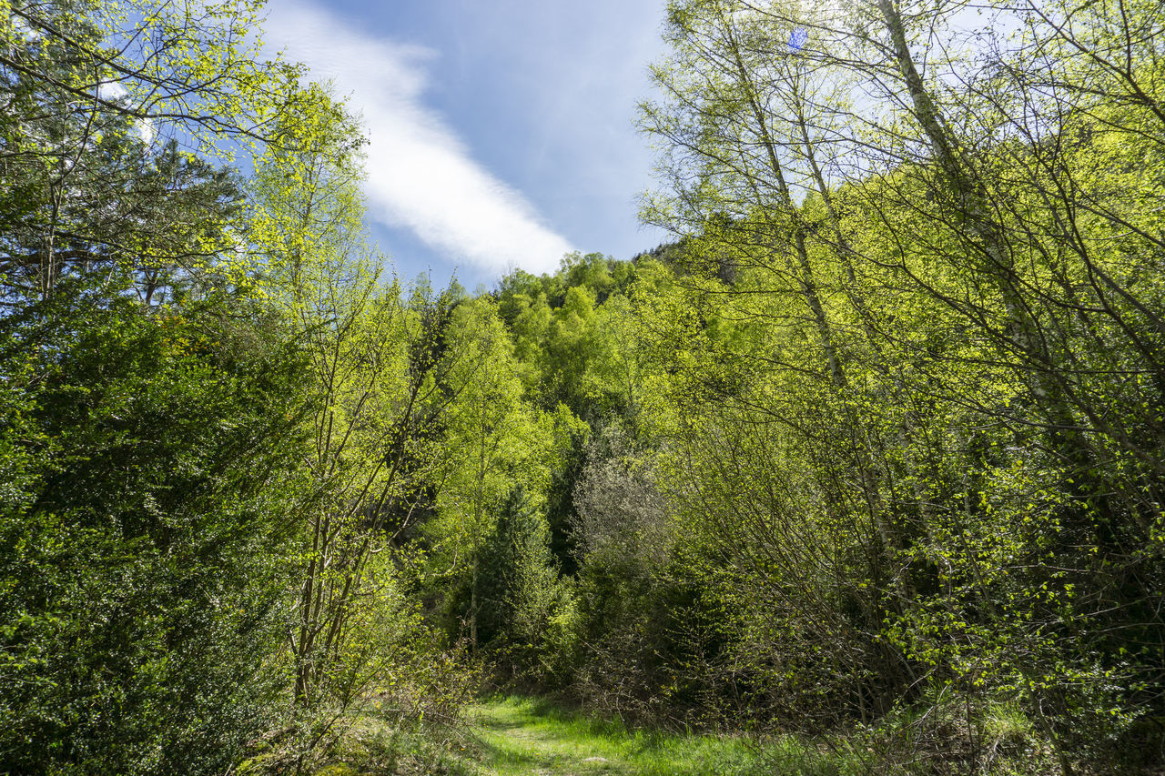 SCENIC VIEW OF FOREST